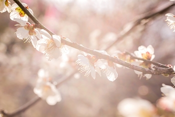sunshine_ume
