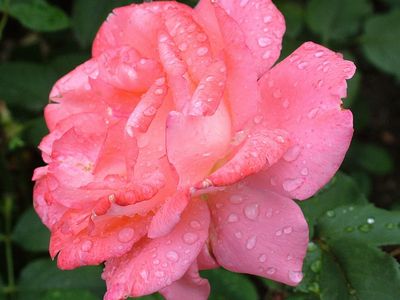 ピンクバラ花