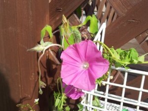 朝顔ピンク花