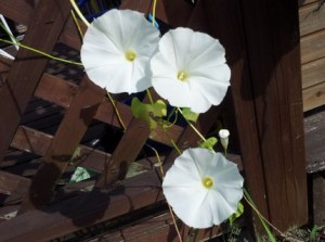 朝顔白花