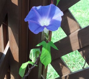 朝顔青花