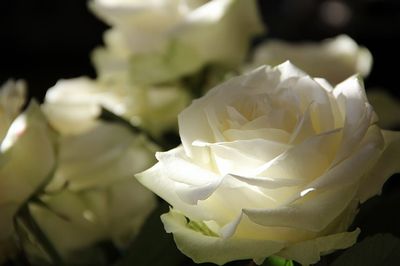 白バラ花