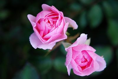 薄紫バラ花