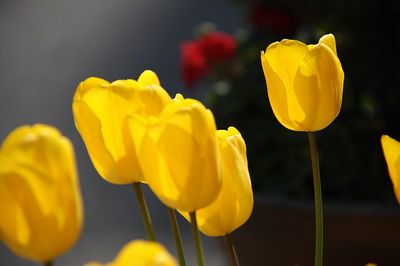 黄チューリップ花
