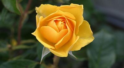 黄バラ花