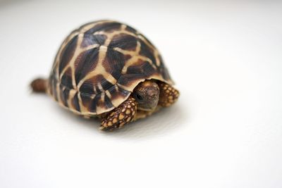 亀