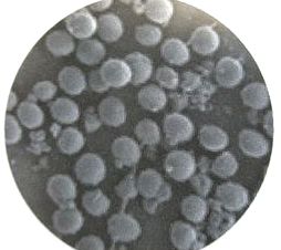 S-epidermidis