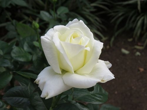 rose_white
