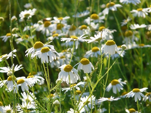 genuine-chamomile