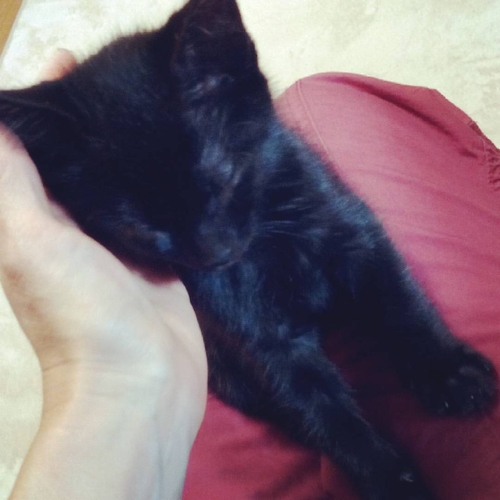 cat_on_red