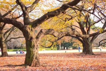 park